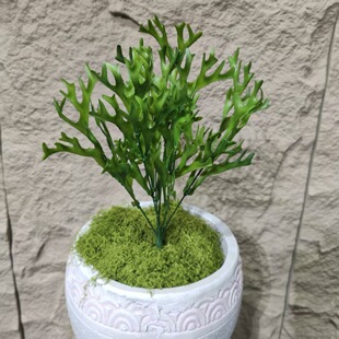 �҃��bGɫֲ� ����ާ�ֲ�ﲨ˹��ާ��¹�ǲ���X�~�B���~