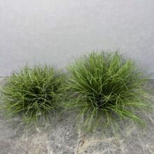 ����ֲ���Ѳ����쾰�[������bٲݶѾ��^�JȔ�ݹ�ľ�ݾGֲ�@��