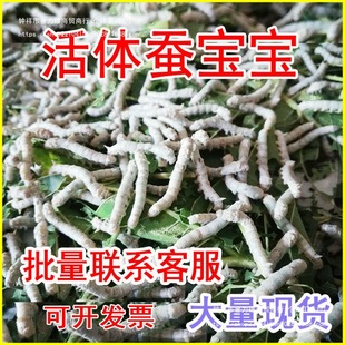 ���Q�Q������ɫ�W�����g3���g�s�B�Q���b��z�Q��ɣ�~�����Q