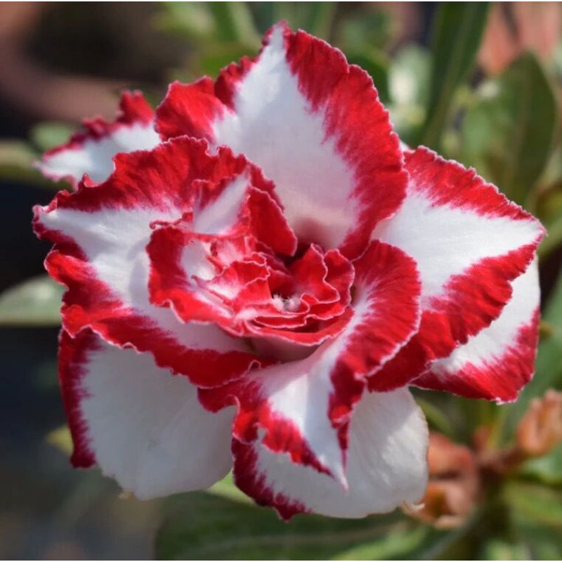 # 19 페라리-데저트(3년생 모종) 그해 개화