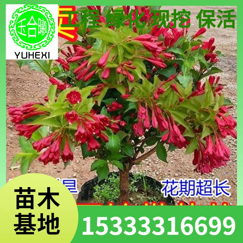 Красный принц Фуксия Разноцветное лиственное дерево Фуксия Четыре сезона Цветочное дерево Рассада в горшке Садовый гном Золотой лист Красный цветок Леденец на палочке.