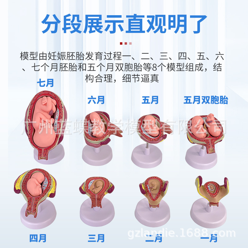 ��ѧ�������﷢������ģ����̥�ƻ�����̥�����������ӹ�����ģ��