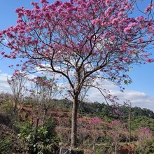紫花风铃木 多花枫铃木 绿化庭院景观苗木 广东风铃木基地直销