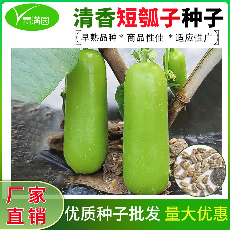 清香短瓠瓜种子短蒲瓜种籽甜瓠子瓜菜葫芦短棒农家阳台四季蔬菜种