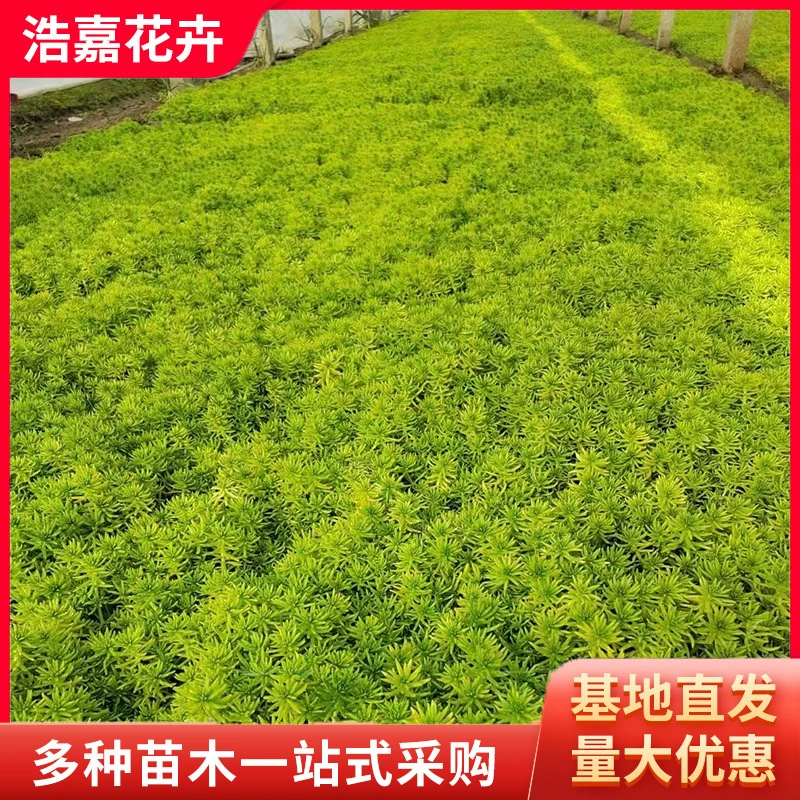 Золотистый лист Фортика в горшке Озеленение крыши многолетних цветов Зеленый лист Фортика Морозостойкая Засухостойкая чашка для питания газонов Рассада