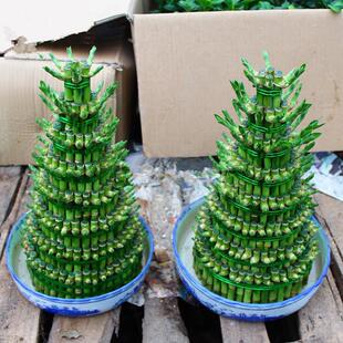 Bamboo Tower Rich Bamboo Potted Plant Combination High Water Culture Guanyin Bamboo Living Room Bedroom Coffee Table Step by Step Transfer Bamboo