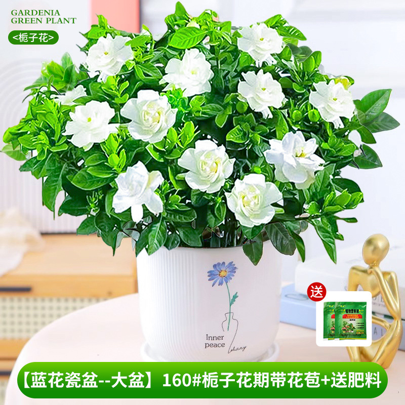 [Bacia de porcelana flor azul - bacia grande] 160 # Período de floração da gardênia com botões + fertilizante grátis