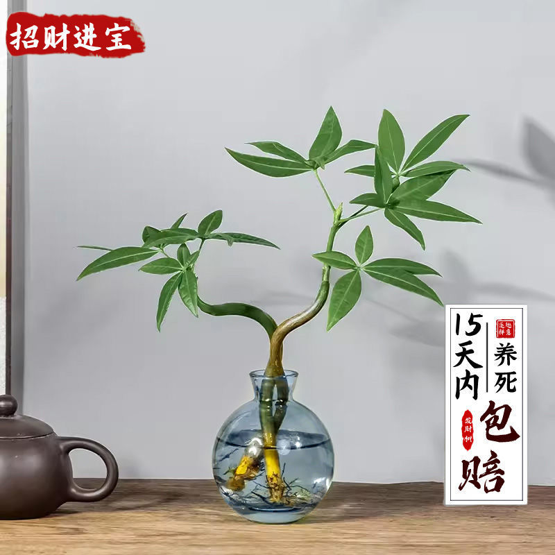 인기 아이템: 번영하는 이중 극 돈나무 + 연무 파란색 병