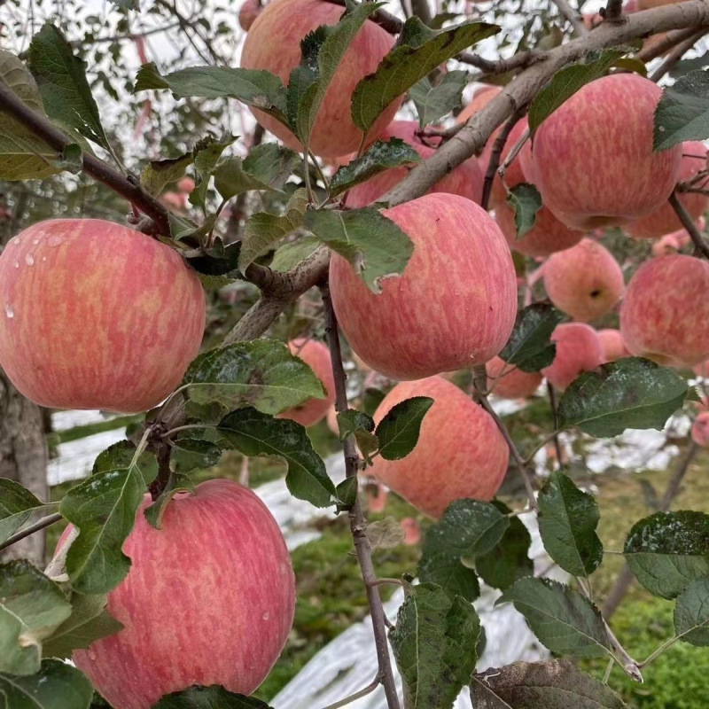 박스 포함 4.5-5kg [특급 중형 과일] - 2024년 신제품 사과 [신규 고객 10위안 즉시 할인]