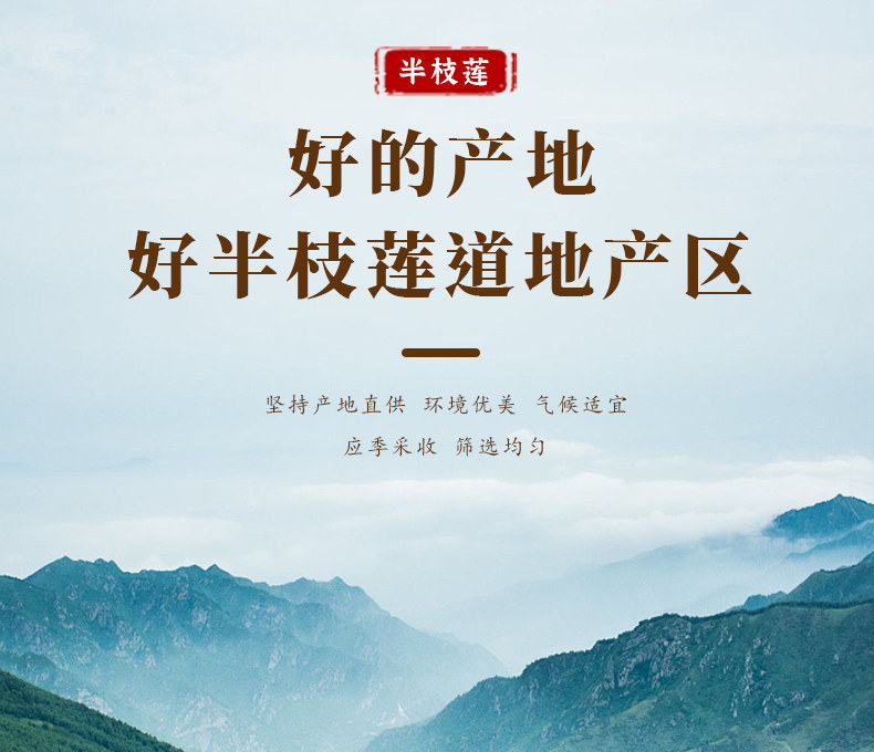 Ban Zhi Lian Dried Scutellaria barbata Herb 500g Wild-Crafted Sulfur-Free Traditional Chinese Herbal Tea and Decoction Herb quality and texture