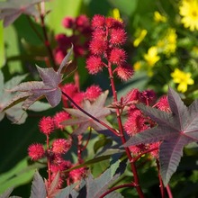 �t����N���׷N����ș�ļt�����ӷN�ѿ��^���^�~ե��ֲ�����Դ���