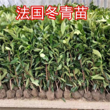 珊瑚树大叶黄杨北海道树苗庭院绿化篱笆围墙植物四季常青