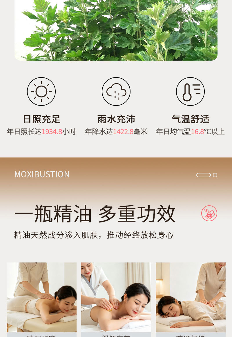 Qi Ai Mugwort Essential Oil Massage Liquid 50ml Roll-On Body Care for Neck Shoulder Back and Legs quality and texture