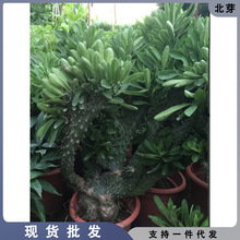 多肉植物玉麒麟盆栽花卉仙人掌麒麟掌观赏盆栽室内多肉净化空气