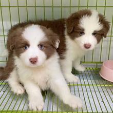 纯种边境牧羊犬幼犬活体七白三通黑白红色陨石边牧幼犬宠物狗狗