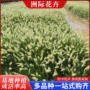 绿化工程观赏小兔子狼尾草