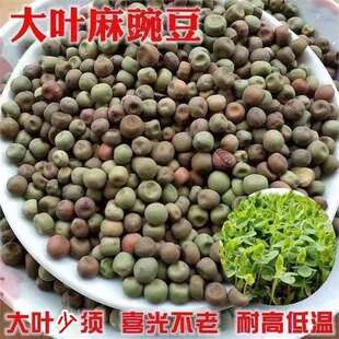 �ٰl���~���㶹�N��|�͸ߜ�ѿ��˺��b|�ļ�ˮ��