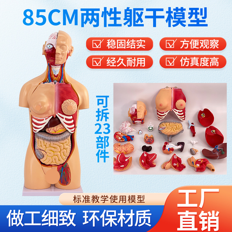 85CM��������ģ���������ٽṹ����ȫ�����������������ģ�ؽ�ѧ