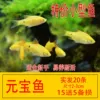 Special offer of 15 Yuanbao, 5 free items for loss, 20 Yuanbao in total, free fish food