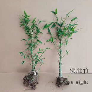 Bamboo, Buddha Belly Bamboo, Purple Bamboo, Large Four Seasons Potted Plant for Living Room Balcony Display, Bonsai Courtyard Planting, Green Plants and Flowers