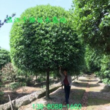 �𻨘� �ؽ���Ʒ�� �ɶ��ߙn��Ʒ�� �Ĵ���ľ