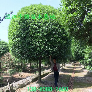 �𻨘� �ؽ���Ʒ�� �ɶ��ߙn��Ʒ�� �Ĵ���ľ