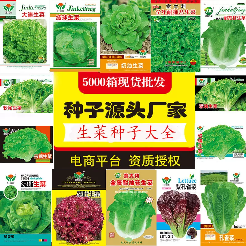 源头厂家批发生菜种子大全四季玻璃耐抽苔奶油孔雀菜油麦紫叶种籽