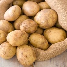 甘肃黄心土豆新鲜土豆马铃薯洋芋当季现挖土豆蔬菜批发3/5/10斤