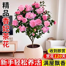 香妃茶花树苗带花苞四季山茶花盆栽花卉开花植物名贵花苗五色赤丹