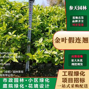 ���~���B�N�߶ȹڷ�20~40���ֿ��x���~���B�N���Ի���