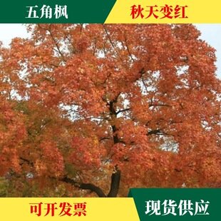 ���l��Ǘ���N�� ��ɫ���� ���֘�N�� �ͺ��n����N����