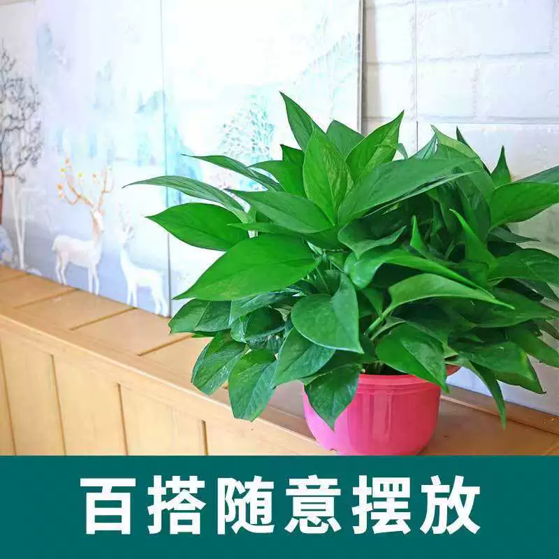 Оптовая продажа комнатных гидропонных растений плющ, гидропонных рассады плюща, вечнозеленых цветов для всех сезонов, офисных горшечных растений