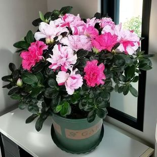 ��ɫ�M�϶��N���ļ��_����ɫ���ԾGֲ���܎������҃��ͺ�ֲ��