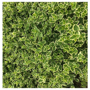 Base Wholesale Flower Vine Spring Seedling Shrub Ground Potted Seedling Color Block Seedling Landscaping