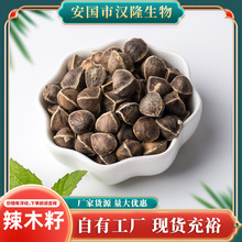 中葯材辣木籽 大貨供應中葯材干燥辣木籽 大顆粒辣木籽果泡茶食用