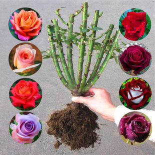 Rose Seedlings, Old Stumps, Extra Large Flowers, Green Plants, Potted Roses, Indoor and Outdoor Balconies, All Seasons Without Pots