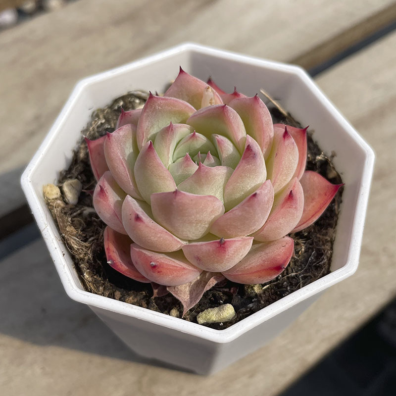 (보기좋음) 팔각분홍수정 4~5cm (배송준비중)