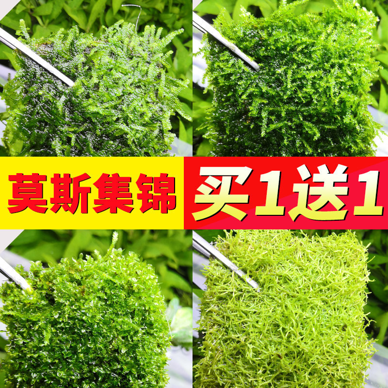 大三角莫斯水草真草网片莫丝阴性活体水草无co2新手造景植物套餐 种苗花卉网