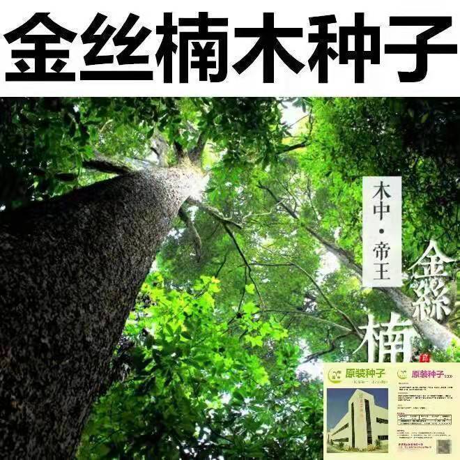 新采正宗金丝楠木树种子四川小叶楠种子细叶金丝楠籽桢楠雅楠种子