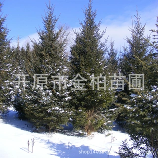 东北云杉大树庭院常绿盆景青杄云杉树球西北甘肃云杉树苗基地