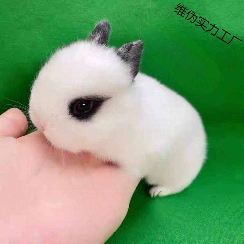 Миниатюрный голландский белый кролик-принцесса, живой питомец, голландский кролик с длинными ушами, домашний маленький кролик, который не растет, миниатюрный кролик, гигантский кролик.