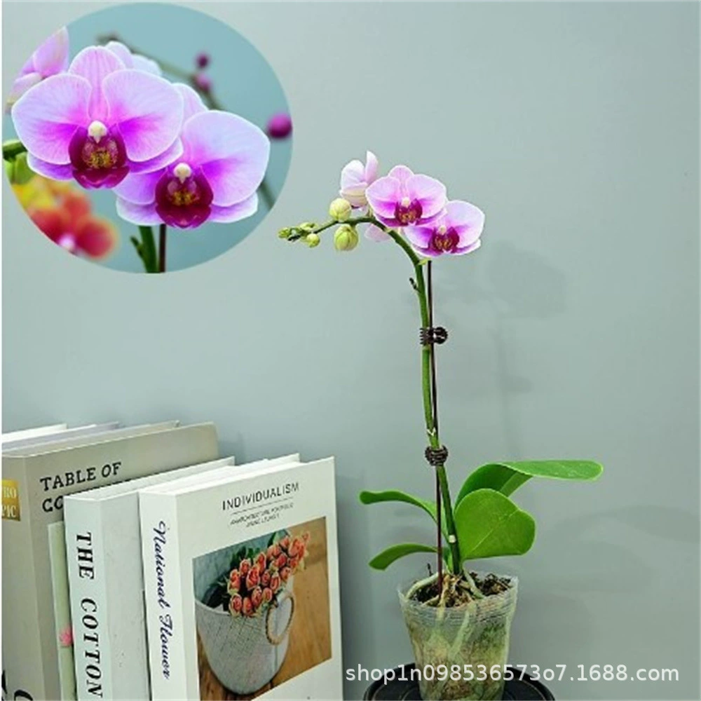 Розовая линия бабочка большой цветок фаленопсис горшечный цветок рассада растение крытый балкон цветок зеленое растение цветок просмотр хорошее садовое растение