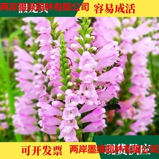 �����^�N�����l���^�G�����ܷN��¶�ر�ֲ�ﻨ���zӰ������������