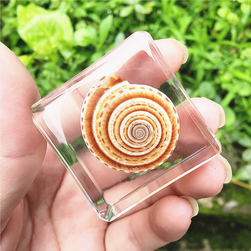 보라색 바퀴 달팽이