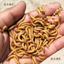 ���x���w�x����������S���xʯ�ܽ����~���x��ü�Bʳϐ�����̫��