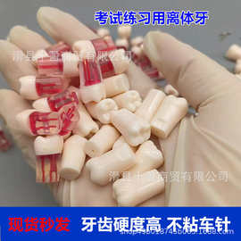 备牙模型根管练习牙开髓腔树脂牙离体牙仿真口腔技能考试仿真牙粒