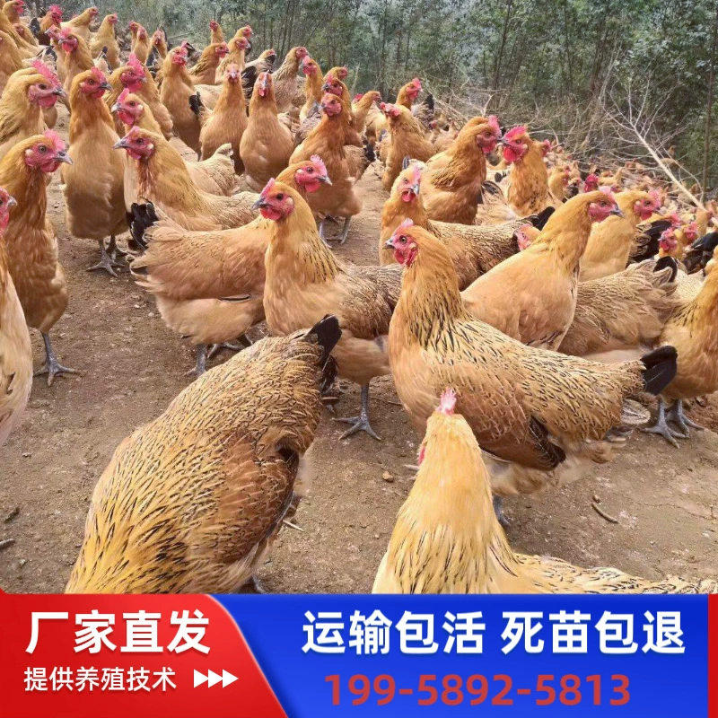 Женские цыплята Red Yao, оптовые цыплята зеленоподошвенных местных кур, большие кроваво-перьевые цыплята местных кур, женские цыплята, большие цыплята красного петуха, черные Yao.