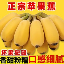 广西苹果蕉粉香蕉新鲜9斤当季整箱水果甜芭蕉圆香焦banana