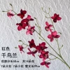 Plover Orchid-Red