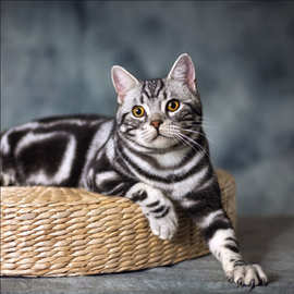 出售成年大猫美短虎斑猫  加白起司疫苗全猫纯种短腿美国短毛幼猫